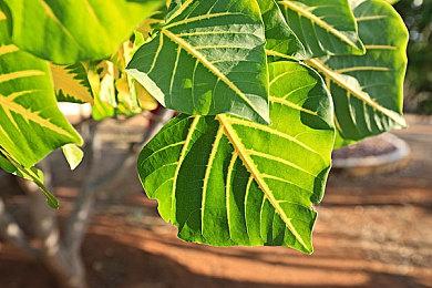 Curve Digital冒险新作《我是小鱼儿》正式发售