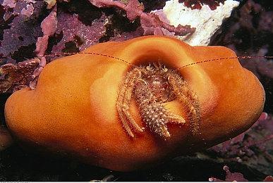 《龙腾世纪：影障守护者》拥有最复杂、最真实的同伴